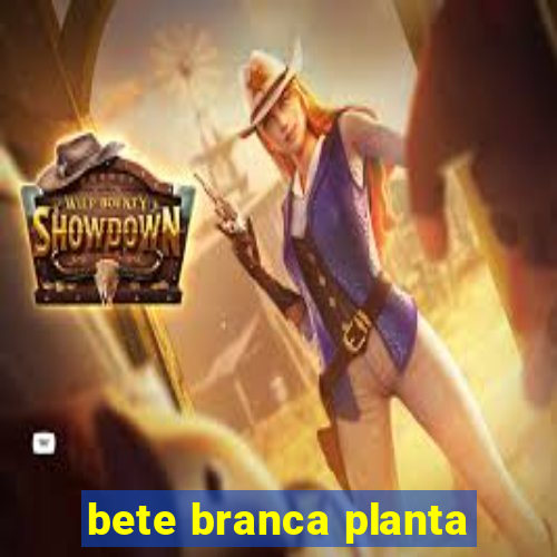 bete branca planta